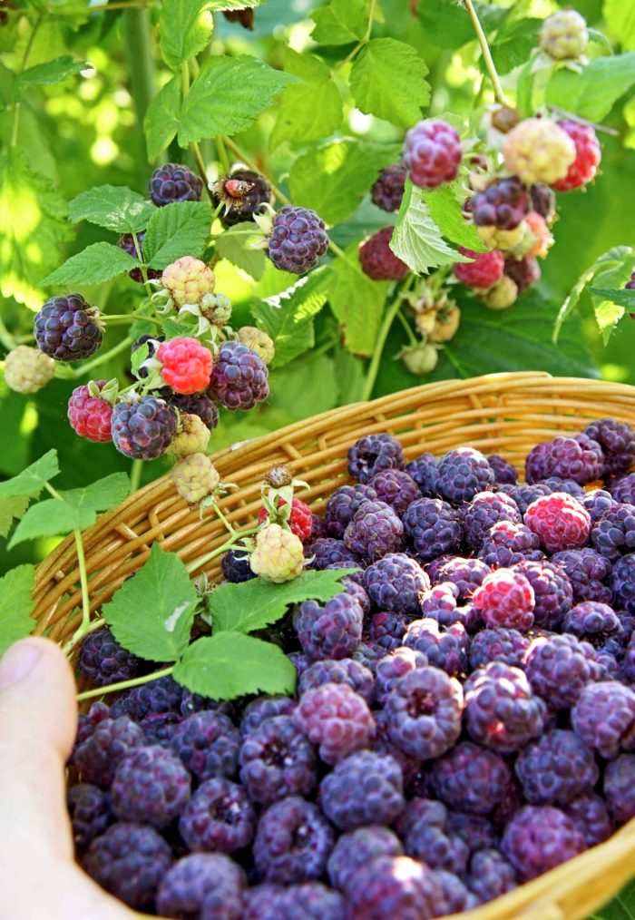<b>Hallonälskarens bärpaket 4 sorter, 6 plantor</b> - Bild 2