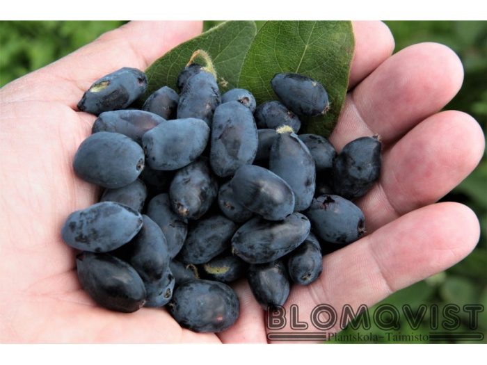 <b>Blåbärstry - Honungsbär</b><Br>Lonicera caerulea var. kamtschatica `Indigo Gem´