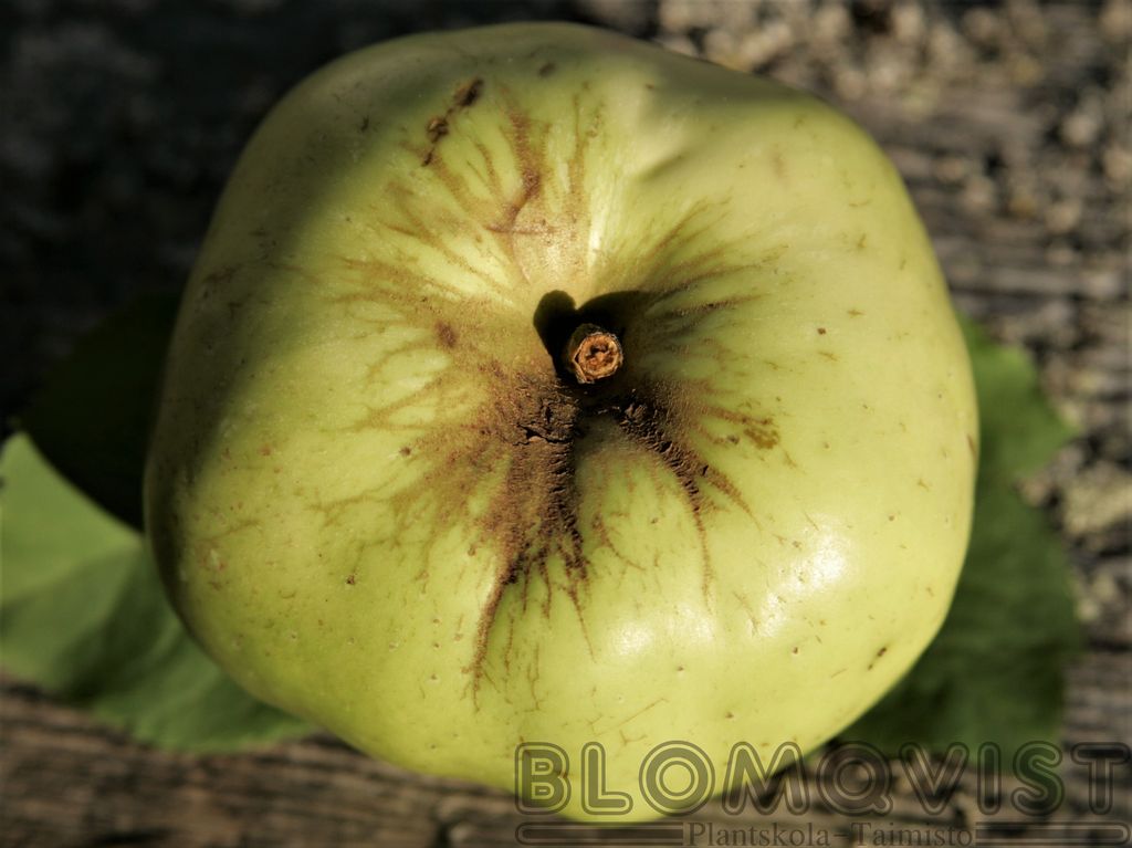 <b>Antonovka 600 gr </b>(ympris)<Br>Malus domestica