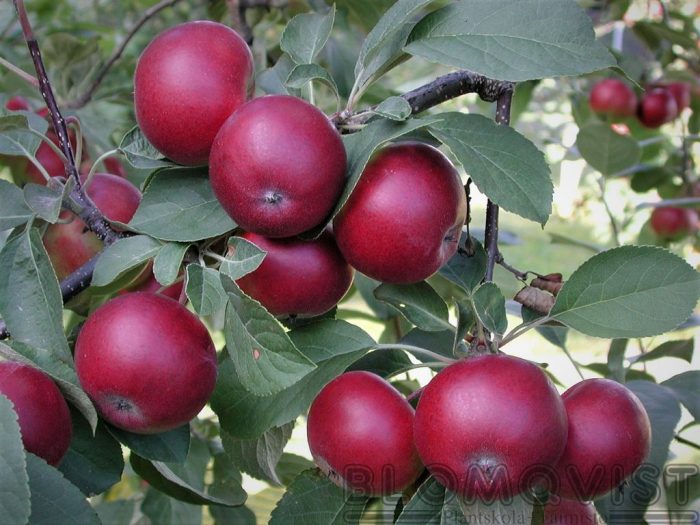 <b>Petteri </b>(spö)<Br>Malus domestica