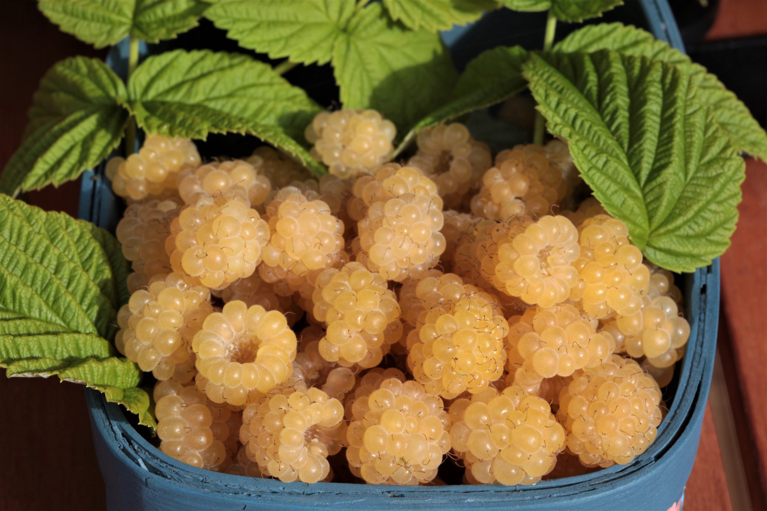 <b>Hallon, gul </b><Br>Rubus idaeus `Jeppo gulhallon´