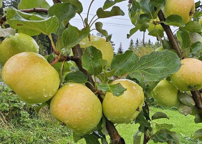 <b>Gallen </b>(ympris)<Br>Malus domestica