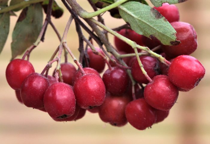 <b>Kraswicha </b>(spö)<Br>Sorbus