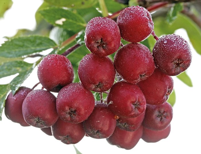 <b>Granatnaja </b>(spö)<Br>Sorbus