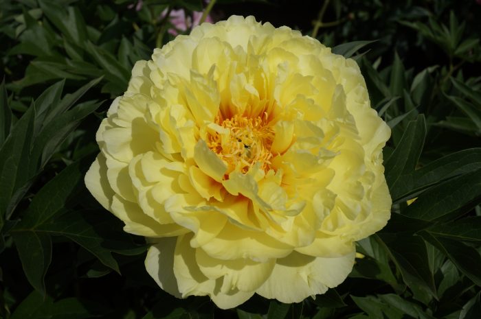 <b>Itoh-pion </b><Br>Paeonia itoh-hybr. `Bartzella´
