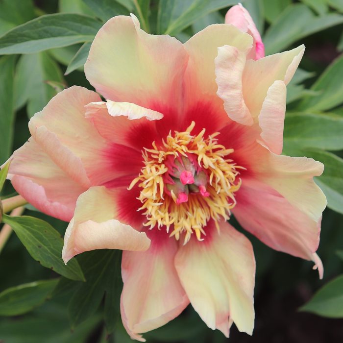<b>Itoh-pion </b><Br>Paeonia itoh-hybr. `Court Jester´ (Intercontinental)