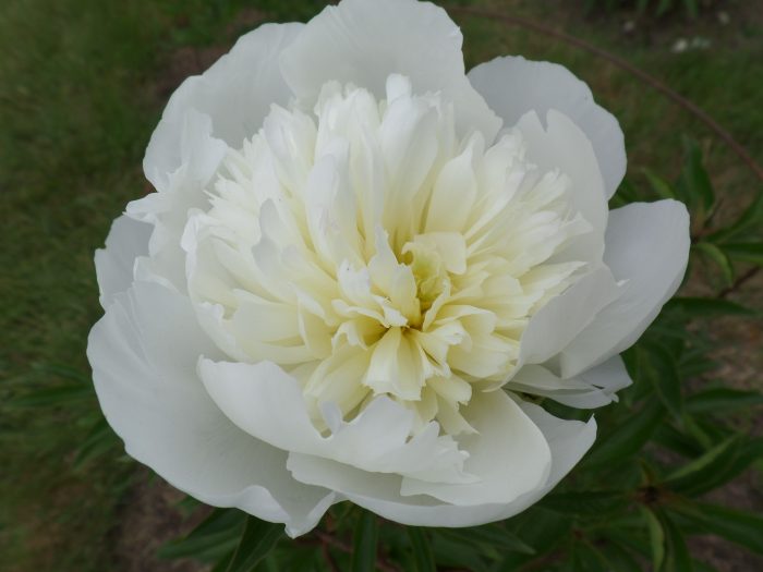 <b>Luktpion </b><Br>Paeonia lactiflora `Duchesse de Nemours´ - Bild 3