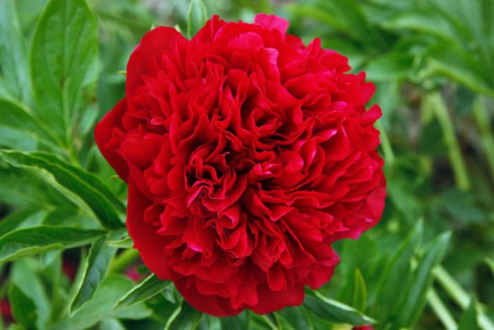 <b>Luktpion </b><Br>Paeonia hybrid `Eliza Lundy´