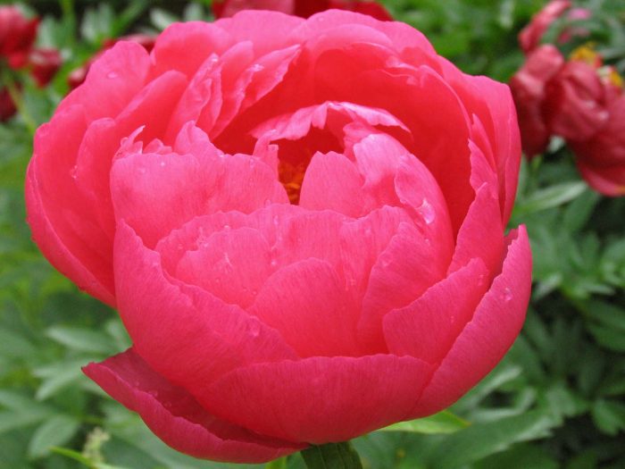 <b>Luktpion </b><Br>Paeonia hybrid `Ellen Cowley´