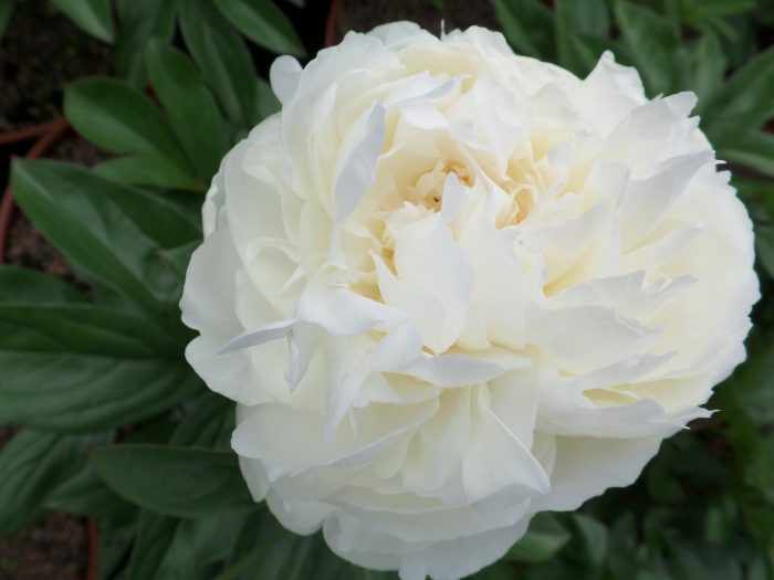 <b>Luktpion </b><Br>Paeonia hybrid `Elsa Sass´