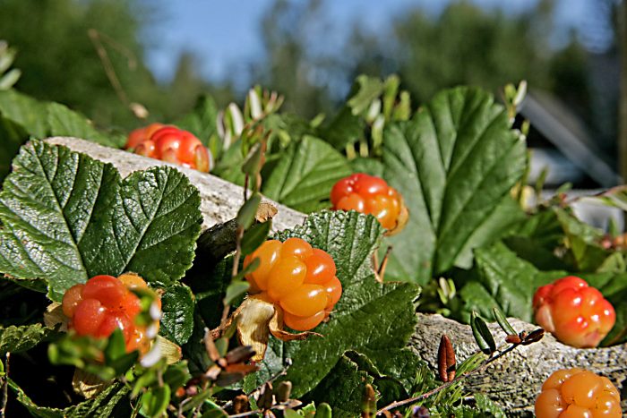 <b>Hjortron </b><Br>Rubus chamemorus ` Nyby´