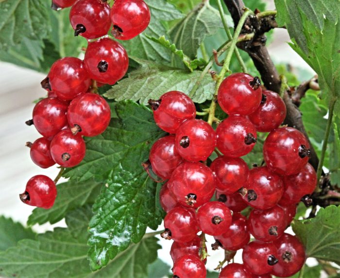 <b>Röda vinbär </b><Br>Ribes rubrum `Jonkheer van Tets´