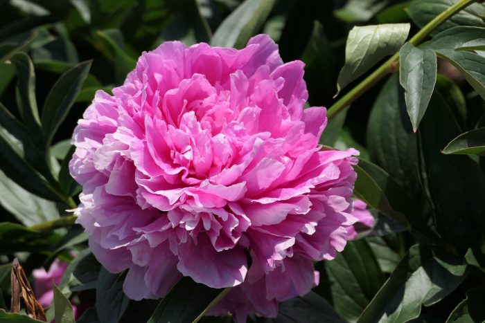 <b>Luktpion </b><Br>Paeonia lactiflora `Jacorma´