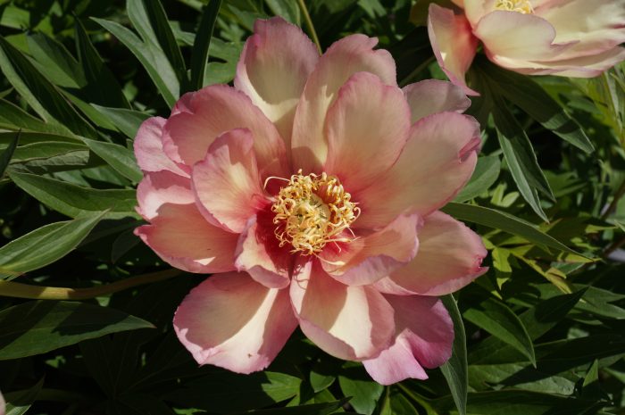 <b>Itoh-pion </b><Br>Paeonia itoh-hybr. `Julia Rose´ (Intercontinental)