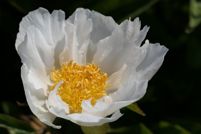 <b>Luktpion </b><Br>Paeonia lactiflora `Krinkled White´