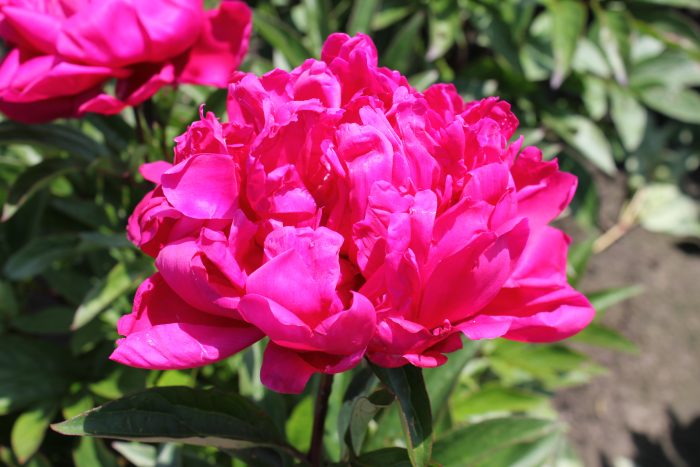<b>Luktpion </b><Br>Paeonia lactiflora `Karl Rosenfield´