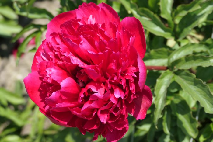<b>Luktpion </b><Br>Paeonia hybrid `Many Happy Returns´