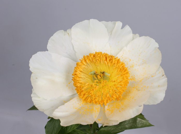 <b>Luktpion </b><Br>Paeonia hybrid `Moonrise´