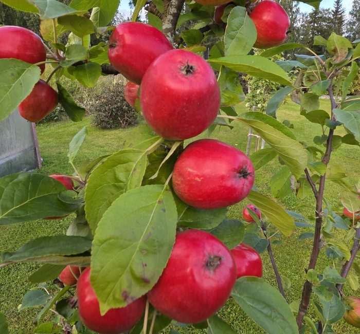 <b>Norland </b>(spö)<Br>Malus domestica