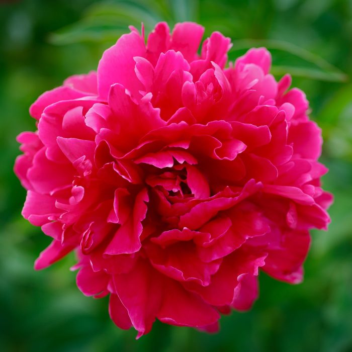 <b>Luktpion </b><Br>Paeonia lactiflora `Kansas´