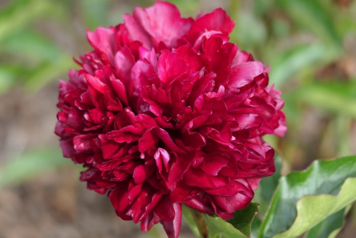 <b>Luktpion </b><Br>Paeonia lactiflora `Peter Brand´