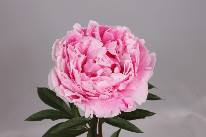 <b>Luktpion </b><Br>Paeonia lactiflora `Sarah Bernhardt´ - Bild 3