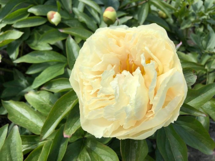 <b>Luktpion </b><Br>Paeonia hybrid `Sunny Girl´