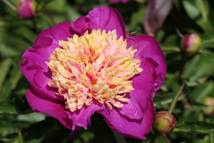 <b>Luktpion </b><Br>Paeonia lactiflora `White Cup´