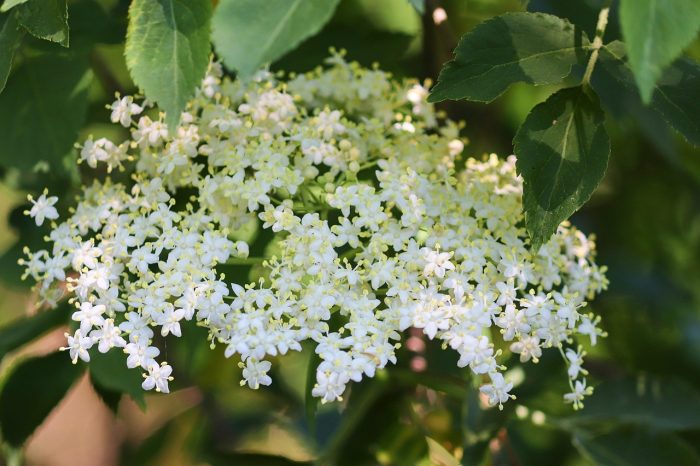 <b>Fläder </b><Br>Sambucus nigra