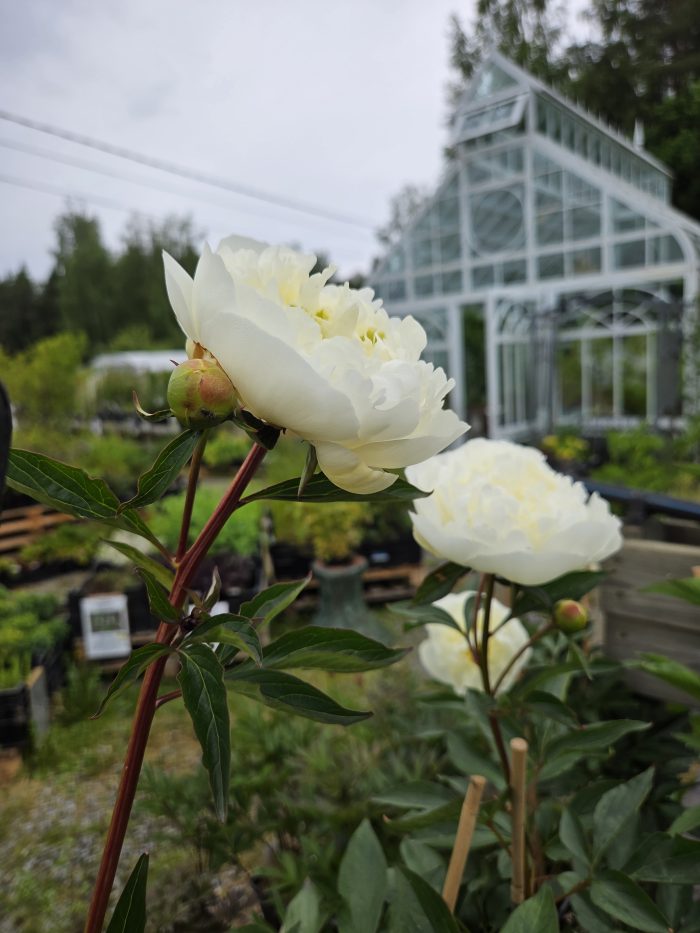 <b>Luktpion </b><Br>Paeonia lactiflora `Duchesse de Nemours´ - Bild 2