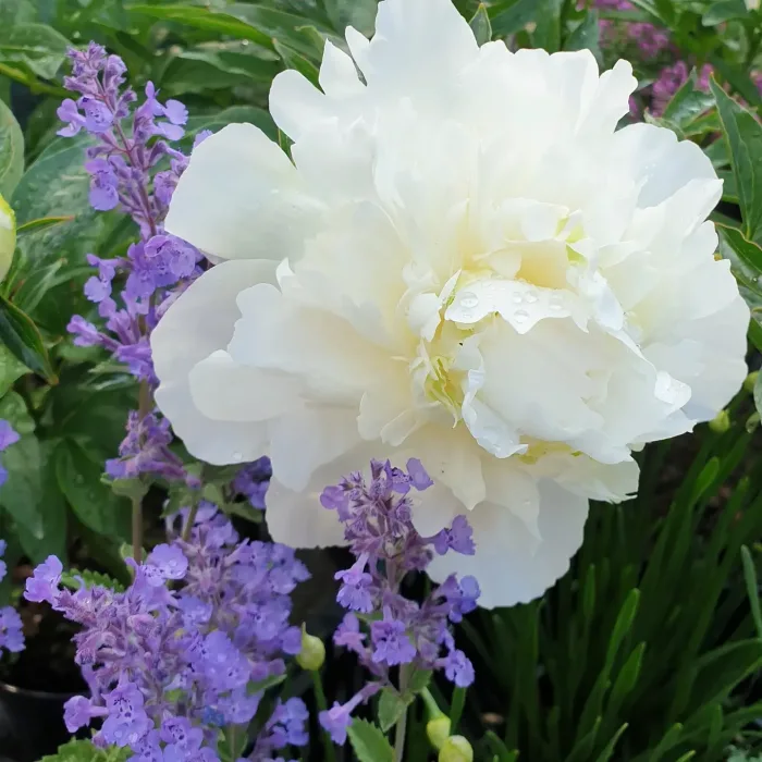 <b>Luktpion </b><Br>Paeonia lactiflora `Duchesse de Nemours´