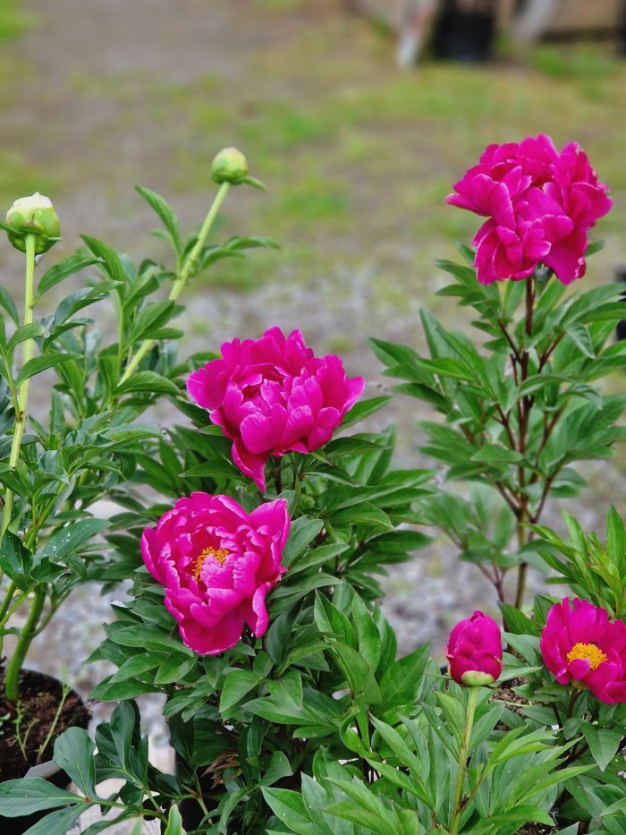 <b>Luktpion </b><Br>Paeonia lactiflora `Karl Rosenfield´ - Bild 3