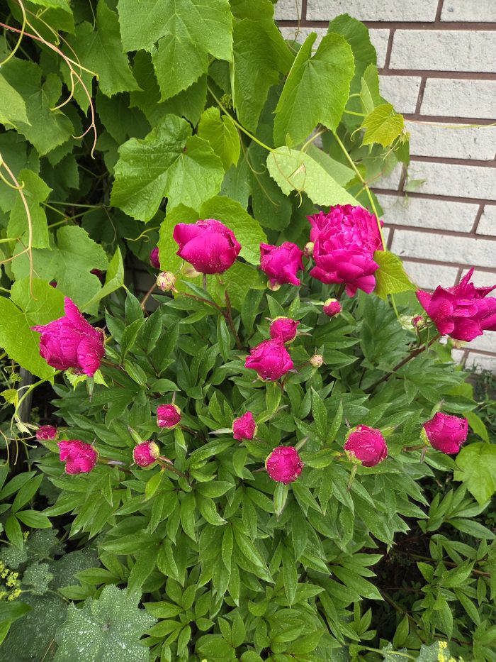<b>Luktpion </b><Br>Paeonia lactiflora `Karl Rosenfield´ - Bild 2