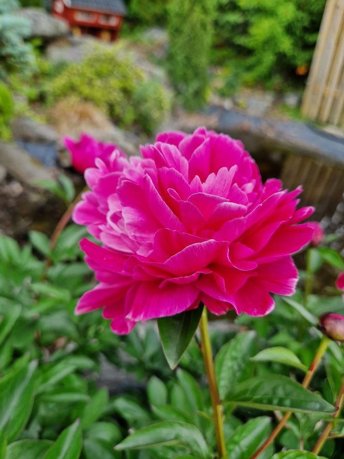 <b>Luktpion </b><br>Paeonia lactiflora `Red Sarah Bernhardt´ - Image 2