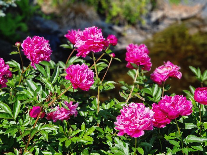 <b>Luktpion </b><Br>Paeonia lactiflora `Red Sarah Bernhardt´