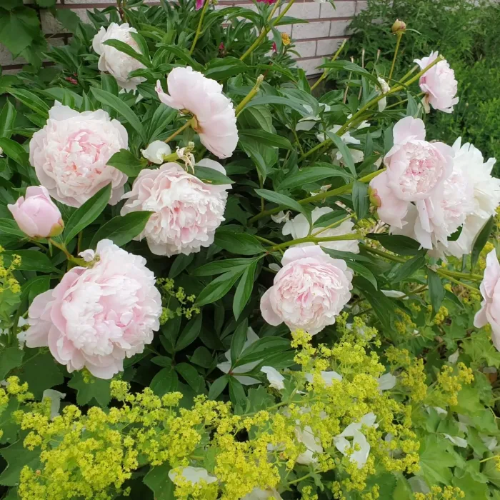 <b>Luktpion </b><Br>Paeonia lactiflora `Sarah Bernhardt´ - Bild 2