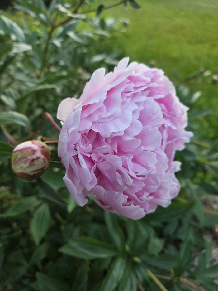 <b>Luktpion </b><Br>Paeonia lactiflora `Sarah Bernhardt´
