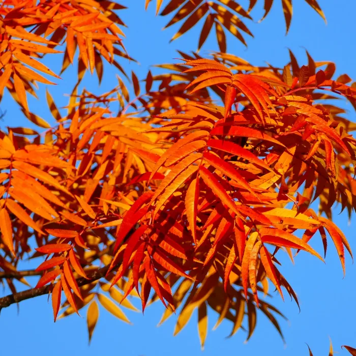 <b>Ullungrönn </b>(spö)<Br>Sorbus ulleungensis `Dodong´