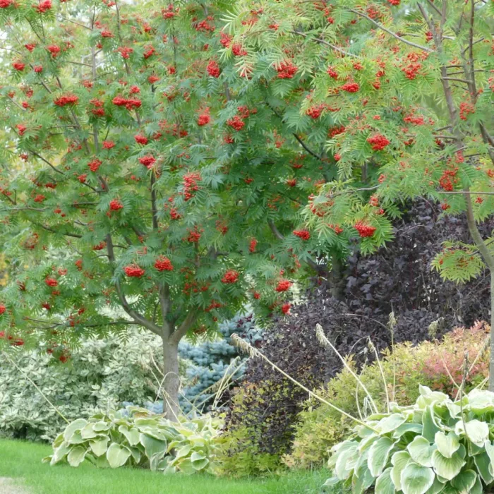 <b>Ullungrönn </b>(spö)<Br>Sorbus ulleungensis `Dodong´ - Bild 3