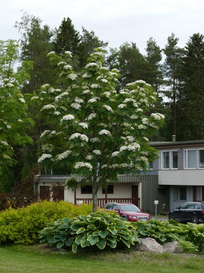 <b>Ullungrönn </b>(spö)<Br>Sorbus ulleungensis `Dodong´ - Bild 2