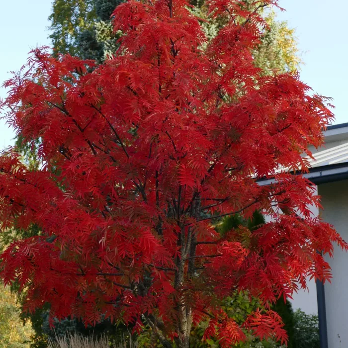 <b>Ullungrönn </b>(spö)<Br>Sorbus ulleungensis `Dodong´ - Bild 4