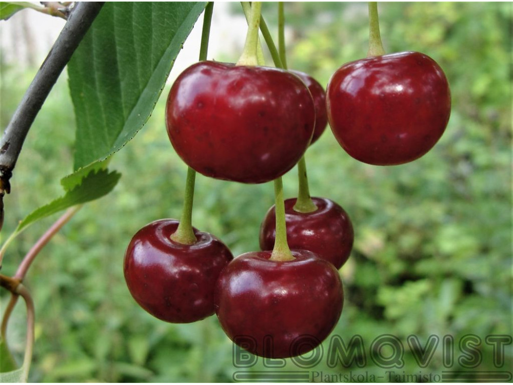 <b>Rauhala </b>(ympris)<Br>Prunus cerasus