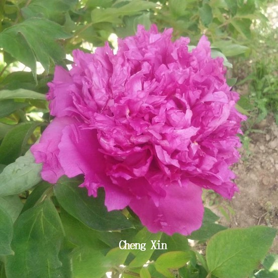 <b>Rockii-buskpion - Gansu Modan gruppen </b><Br>Paeonia Rockii `Cheng Xin´