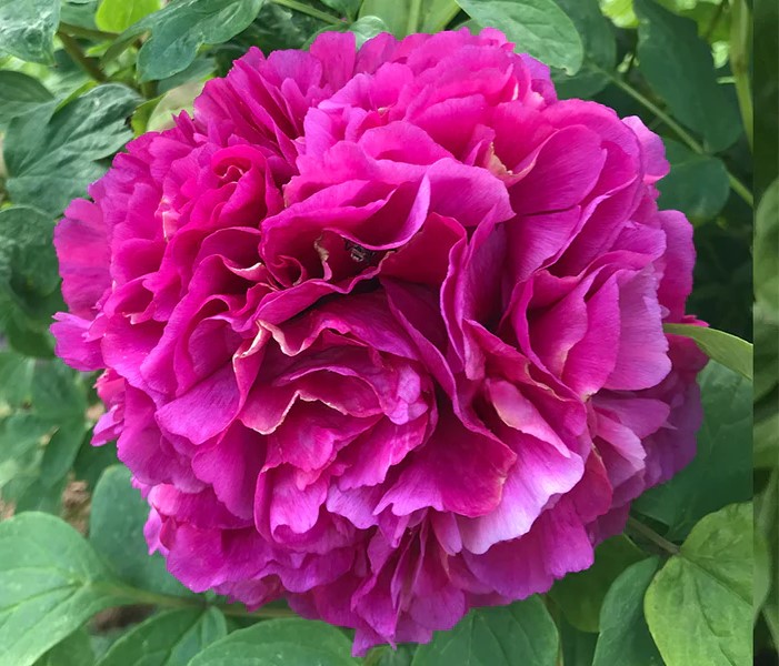 <b>Rockii-buskpion - Gansu Modan gruppen </b><Br>Paeonia Rockii `He Pin Hong Xiu Qiu´