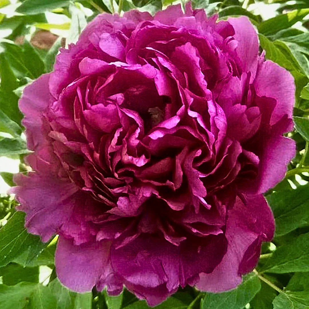 <b>Rockii-buskpion - Gansu Modan gruppen </b><Br>Paeonia Rockii `Hong Lou Cha Cui´
