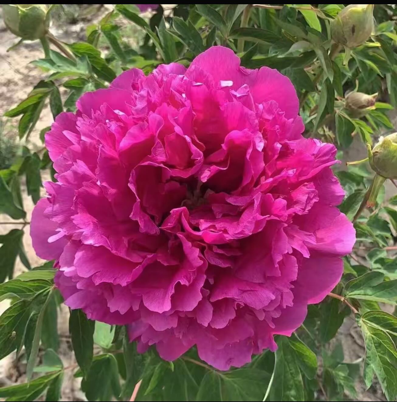 <b>Rockii-buskpion - Gansu Modan gruppen </b><Br>Paeonia Rockii `Jin Cheng Hong´