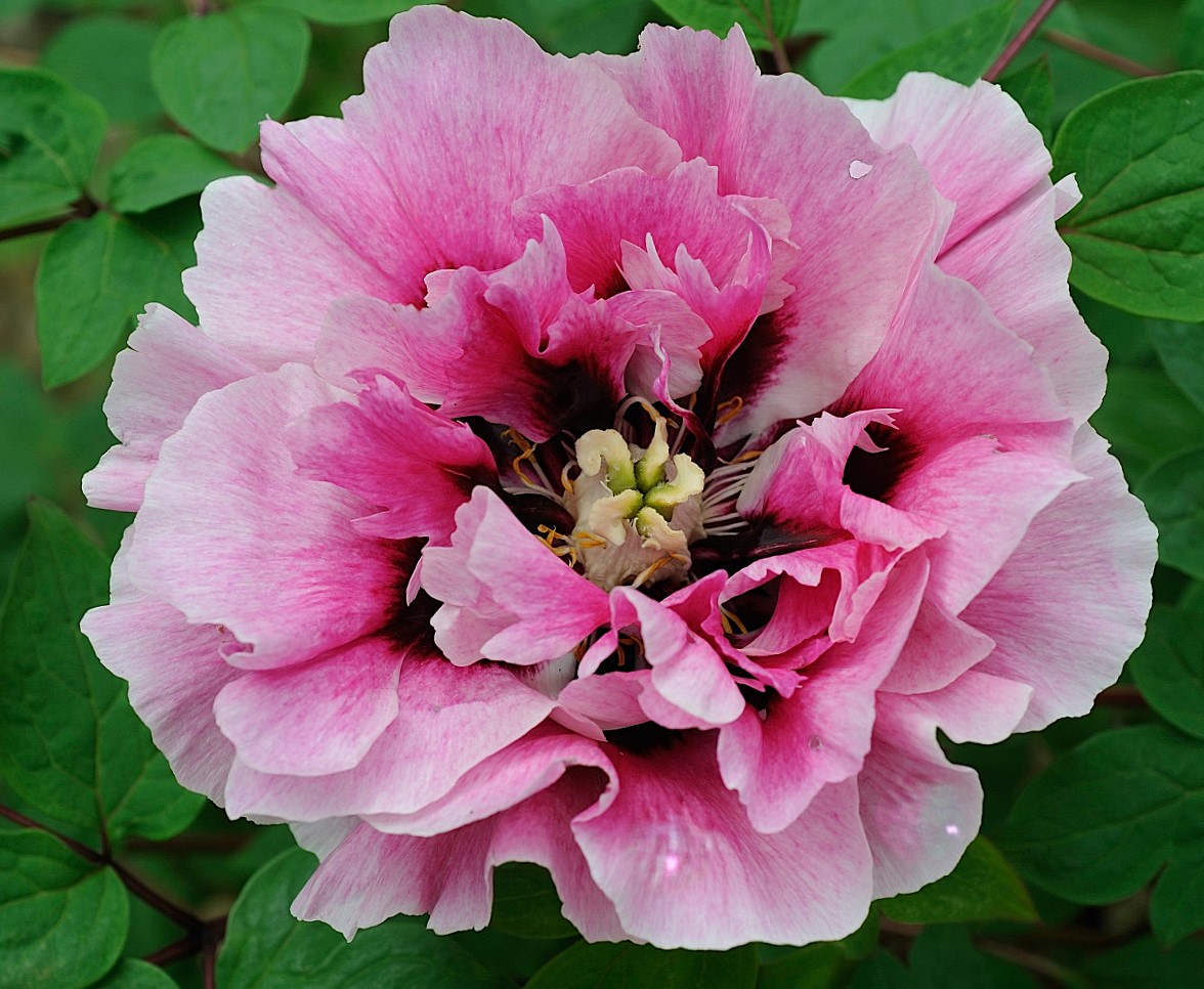 <b>Rockii-buskpion - Gansu Modan gruppen </b><Br>Paeonia Rockii `Tao Rong´