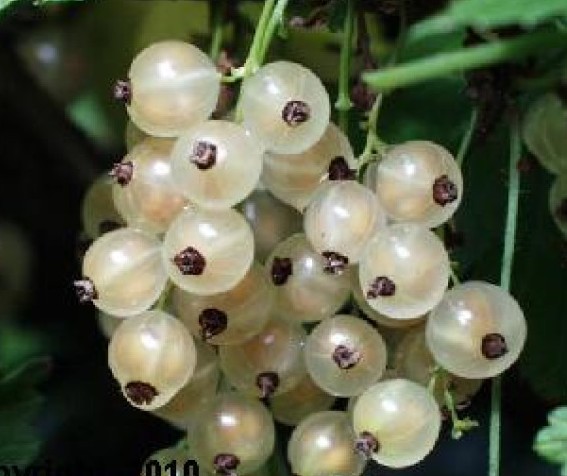 <b>Vita vinbär </b><Br>Ribes rubrum `Lepaan valkea´