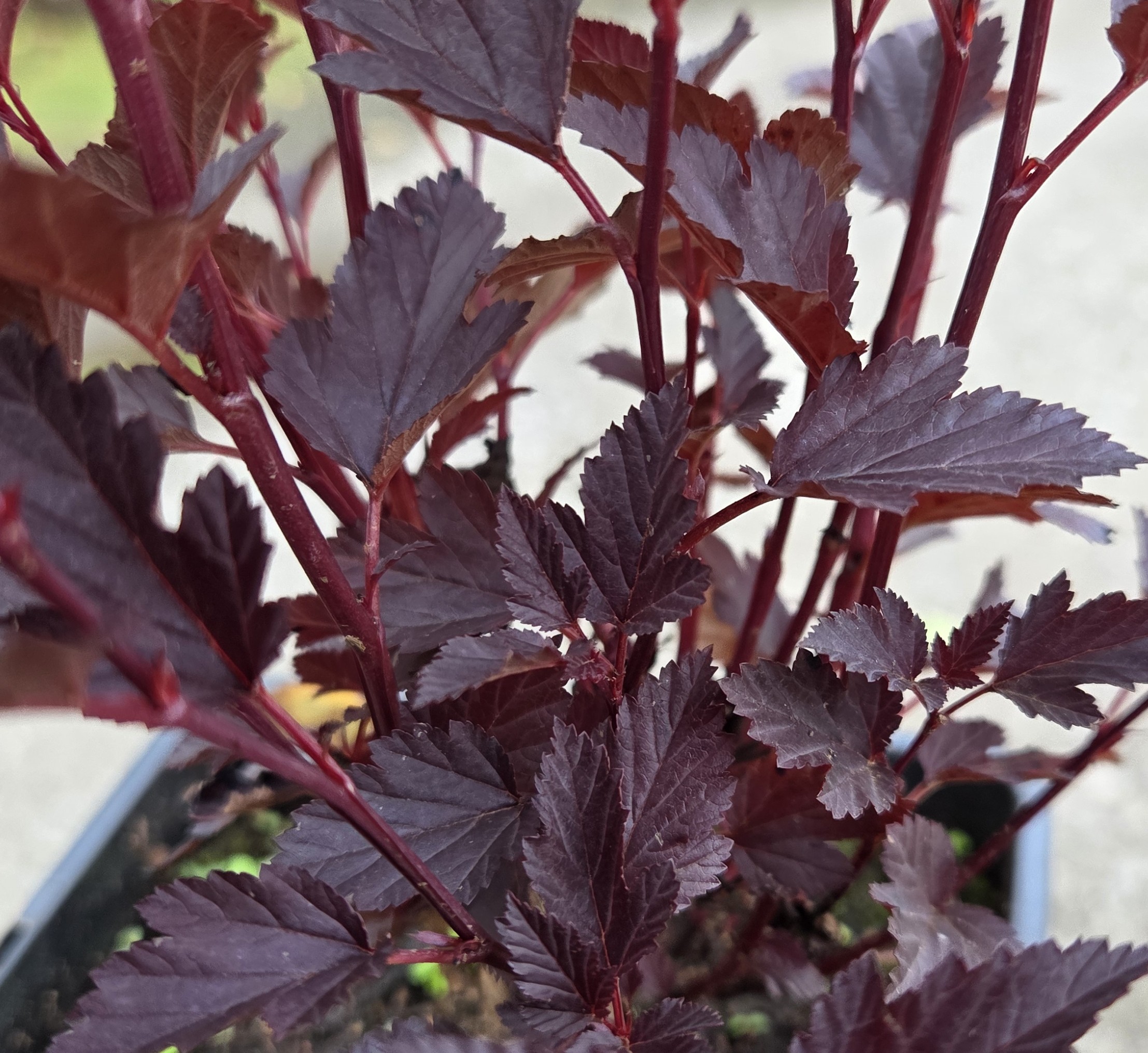 <b>Smällspirea</b><Br>Physocarpus opifolius `All Black´ (`Minall2´)