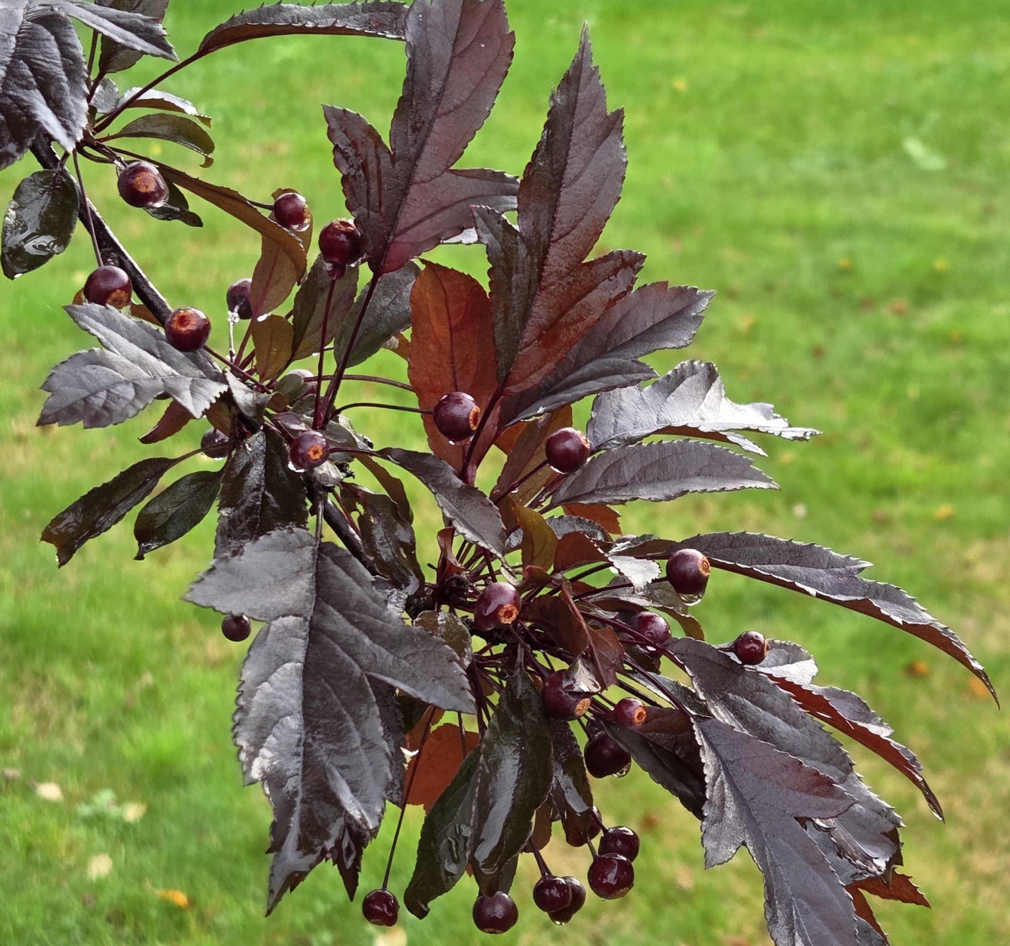 <b>Svarte Rudolf </b>(spö)<Br>Malus domestica